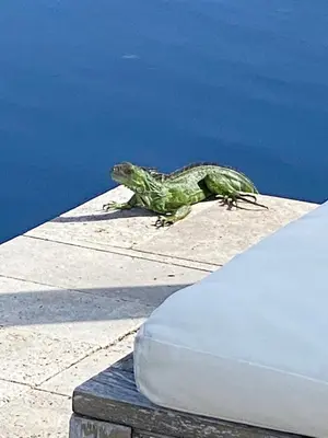 a green lizard sitting on the edge of a car at Tarpon Harbor 1 - Waterfront pool home near beach & downtown Las Olas in Fort Lauderdale