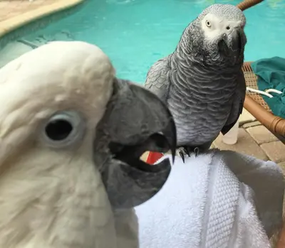 two birds are standing next to each other at Calypso Inn Wilton Gay Male Resort in Fort Lauderdale