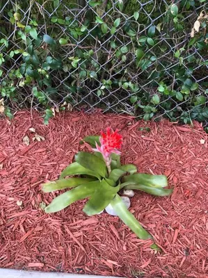 a plant with a red flower in front of a fence at NEW Luxurious Studio Private in the heart of Miami in Miami