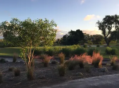 a garden with plants and a tree in a field at HOUSE WITH POOL, 10 MINS DRIVE TO THE BEACH! in Miami Shores
