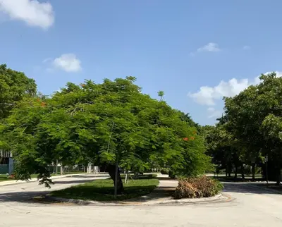 a large tree in the middle of a road at Orange You Glad you came in Miami