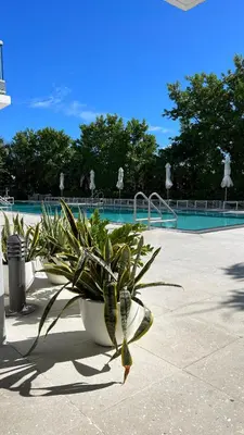 a plant in a pot next to a swimming pool at Monte Carlo Suites in Miami Beach in Miami Beach