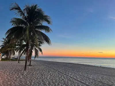 a palm tree on a sandy beach with the ocean at Bayshore Breeze 4 in Fort Lauderdale