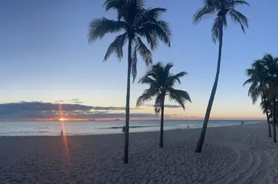 a group of palm trees on a beach at sunset at Bayshore Breeze Free Parking 5 in Fort Lauderdale