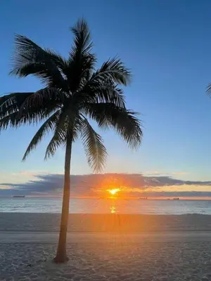 a palm tree on a beach with the sunset at Ocean Breeze Free Parking Apt 2 in Fort Lauderdale