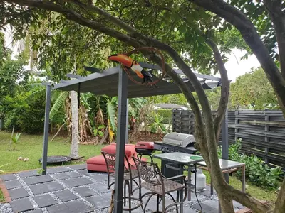 a bird sitting on a pergola on a patio at Cozy family home in quiet area, nice garden views. in Tamiami