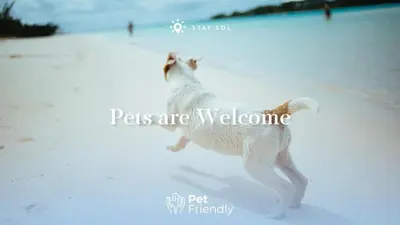 a dog running on the beach in the snow at Rooftop Pool & Hot Tub Hollywood Beach Gym in Hollywood