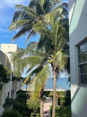 a palm tree next to a building and the ocean at Lovely 2 bedroom with side ocean view in Hollywood