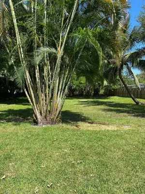 a palm tree in a field of grass at Mazor luxury one bedroom vacation Home in Fort Lauderdale