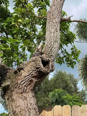 a large tree with a holloweway in the side of it at Mazor luxury one bedroom vacation Home in Fort Lauderdale