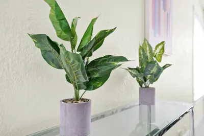 two plants in purple vases on a glass table at Hollywood Villa Luxury & Private Pool in Hollywood