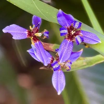 a close up of purple flowers on a plant at Miami Pool Cottage, tropical garden paradise in Miami