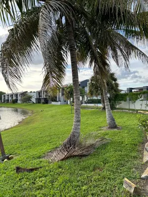 two palm trees in the grass next to the water at Beautiful apartment with very elegant colonial decoration in Tamiami