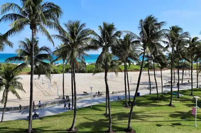 a group of palm trees on the beach at Ocean Drive Oasis in Art Deco District of South Beach in Miami Beach