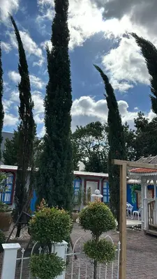 a pair of tall trees in a courtyard with plants at R&R Hostal in Miami