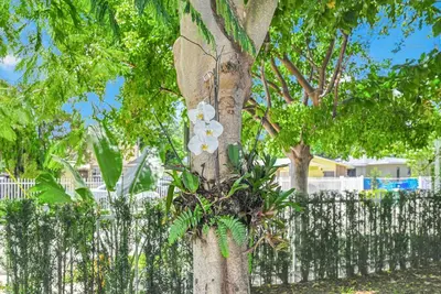 a tree with white flowers on it next to a fence at Stylish Modern Home near Wynwood & Design District in Miami