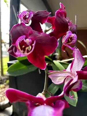 a group of purple orchid flowers on a plant at Bed in 6-Bed Dormitory Room in Miami