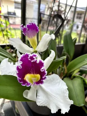a purple and white flower in a pot at Bed in 6-Bed Dormitory Room in Miami
