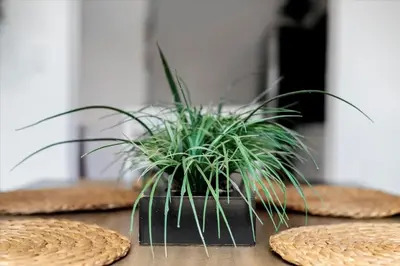a potted plant sitting on top of a table at 4BR Escape Near Beach & Downtown in Fort Lauderdale