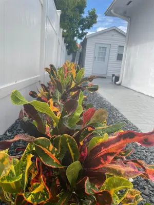 a plant with colorful leaves sitting on a sidewalk at Hallandale Beach Club in Hallandale Beach