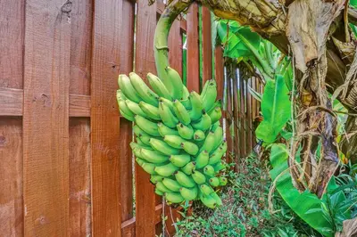 a bunch of green bananas hanging from a fence at Newly Renovated w Heated Saltwater Pool & Hot Tub in Hollywood