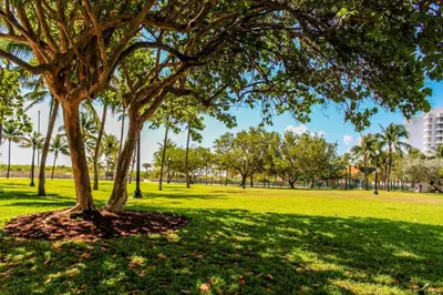 a tree in a park with green grass at South of Fifth Oceanfront condo with Beach Perks! in Miami Beach