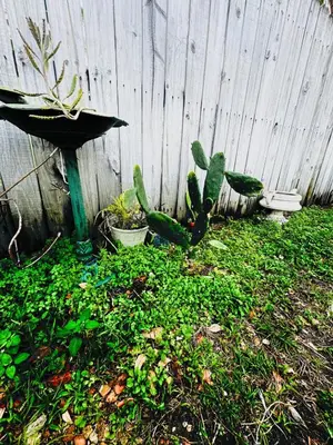 a cactus and a bird bath next to a fence at Tempurpedic Queen - Laundry, Parking & EV Charger in Hollywood