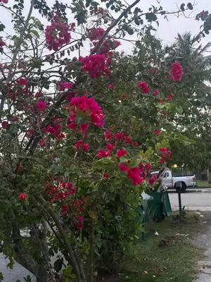 a bunch of pink roses growing on a tree at La sama Wynwood in Miami