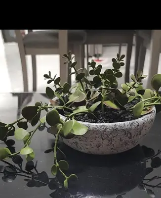 a potted plant sitting on top of a table at Welcome to Miami! in Miami