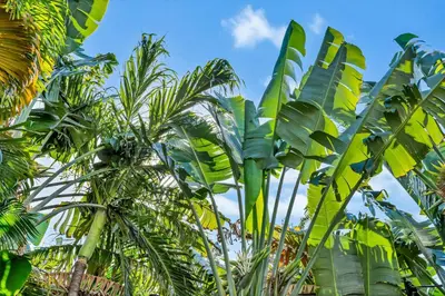 a group of palm trees against a blue sky at Bright 1BR Getaway Victoria Park Las Olas Nearby in Fort Lauderdale