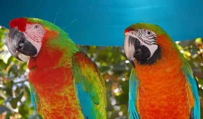 two colorful parrots standing next to each other at Holiday Inn Miami Beach-Oceanfront by IHG in Miami Beach