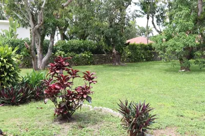 a garden with plants and trees in a yard at La Finca in Miami
