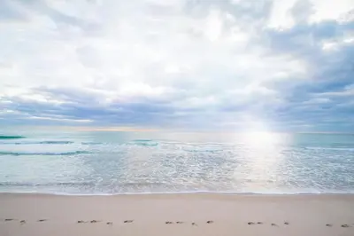 a group of birds walking on the beach at The Westin Fort Lauderdale Beach Resort in Fort Lauderdale