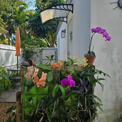 a bunch of flowers in a garden at Suite Life at Chez Mercedes in Miami