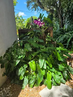 a bunch of green plants next to a wall at Suite Life at Chez Mercedes in Miami