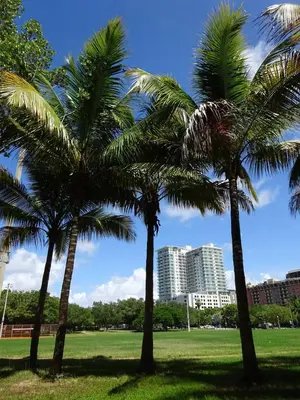 two palm trees in a park with buildings in the background at Ocean View Balcony steps from Restaurants, Peacock Park & Marina in Miami
