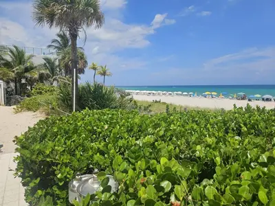 a beach with a palm tree and a beach with umbrellas at Lyfe-3308 in Hollywood