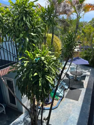 a view of a balcony with trees and chairs at Blue Bell Apartment Hotel in Fort Lauderdale