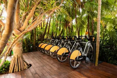 a row of bikes parked next to trees at The Standard Spa, Miami Beach in Miami Beach