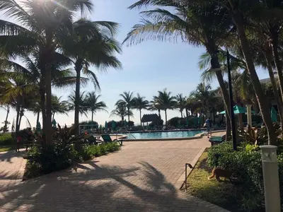 a dog walking in front of a swimming pool with palm trees at Miami HOLLYWOOD in Hollywood