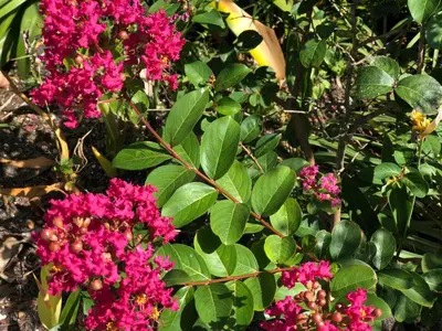 a group of pink flowers and green leaves at Private and Secluded Studio in Little Havana - 6V in Miami