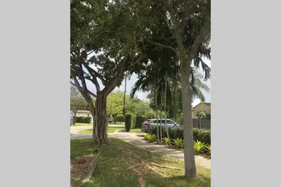 a group of trees on a sidewalk next to a street at Beautiful Quiet Neighborhood in Miami