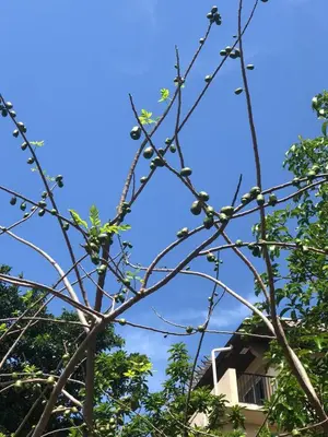 a tree branch with leaves against a blue sky at Cozy Room in the Heart of Little Havana in Miami