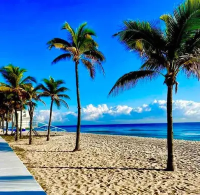 a row of palm trees on a sandy beach at 1BR C direct on the water shared deck Free kayaks in Fort Lauderdale
