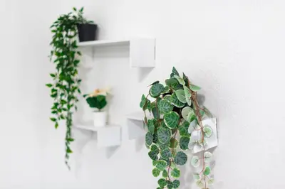 a plant hanging on a wall next to a white wall at New house on the block near Miami Airport. in Miami