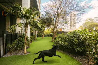 a black cat running on the grass near a house at Flow Hotel Fort Lauderdale in Fort Lauderdale