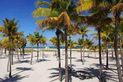a group of palm trees on a sandy beach at Taste of Miami Vive in Miami