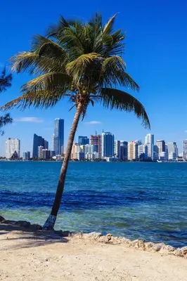 a palm tree on a beach with a city at Beautiful Casita with King Bed and private patio Close to Calle 8, MIA Airport, Coral Gables in Miami