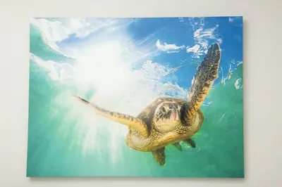 a green sea turtle swimming in the water at The Hideaway at Lake Ridge 2 in Fort Lauderdale