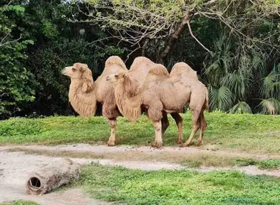 three camels standing next to each other on a field at Amazing & cozy Duplex near Zoo Miami ! in Miami
